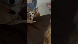 Dogs watch debate chihuahuacute puppycuteanimals dogsdebate trump trumpnewsentertainment [upl. by Ynalem]