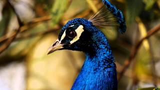 Indian Peafowl Call birds birdsounds [upl. by Ecyt734]