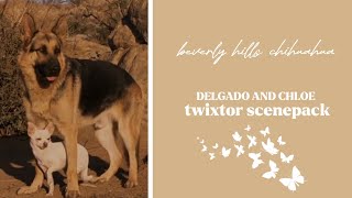 Delgado and Chloe beverly hills chihuahua twixtor scenepack with intros [upl. by Aloel]