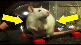 TRAMPA PARA RATAS CASERA MUY EFECTIVA  MOUSE TRAP [upl. by Anirdnajela]