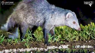 A Stunning WhiteTailed Mongoose [upl. by Merkle969]