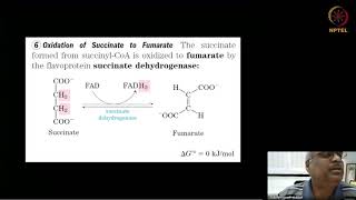 Citric Acid Cycle Part 22 [upl. by Tedric754]