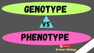 Genotype vs Phenotype Genetics Dr Sams Biology [upl. by Carlye487]