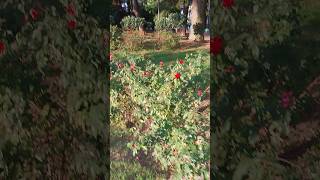 Trandafirii de toamnă din parc 🌹 travel turism shortvideos turist perte nature trandafiri [upl. by Ahseei488]