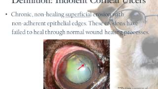 Indolent Corneal Ulcers [upl. by Aromat303]