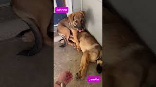 JanelleJohnna 16wk PUPPIES [upl. by Admama72]