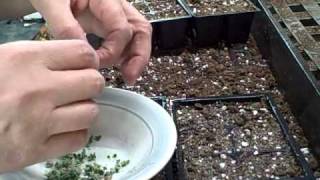 Growing and Transplanting Indoors Kalanchoe Mother of Thousands Succulent Plantlet [upl. by Hitt923]