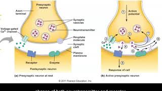 Neurotransmission [upl. by Minabe169]