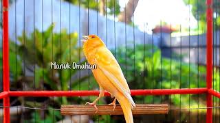 Canary song for mating training of beautiful Belgian canaries 122 [upl. by Farmer592]