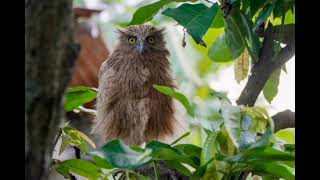 Buffy fish owl [upl. by Eniarda]