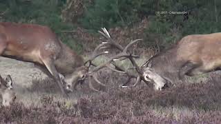 Burlende herten  bronsttijd 2017 Nat Park Hoge Veluwe [upl. by Enitselec]