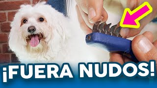 Cómo QUITAR NUDOS de forma FÁCIL y RÁPIDA 😊 Peluquería Canina [upl. by Nodanrb]