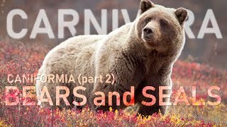 CARNIVORA II  Caniformia part2  Bears and seals 🐻 [upl. by Zebadiah]