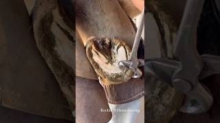 Trimming overgrown horse hoof oddlysatisfying farrier horseshoeing [upl. by Asnerek169]