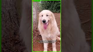 The Cutest Dog Breeds Great Pyrenees shorts [upl. by Mcintosh]