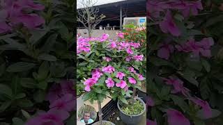 YOU CAN GET MORE OUT OF YOUR COLORFUL PERIWINKLES OR VINCAS BY TRAINING THEM INTO STANDARDS [upl. by Arrakat]