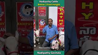 below 2 feet height cows viral shorts reels hindi punganurcalf hindi abudabi tiktok uae yt [upl. by Idaline]