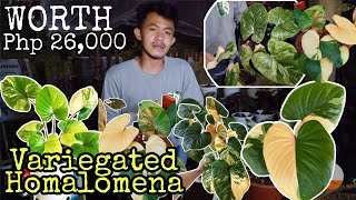 Unboxing Variegated HOMALOMENA worth 26000 Pesos  Pinakamahal na Halamang Binili ko Online [upl. by Sakovich]