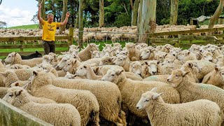 Wonderful Ireland Sheep Farm  Irelands largest and most modern sheep farm [upl. by Emelen]