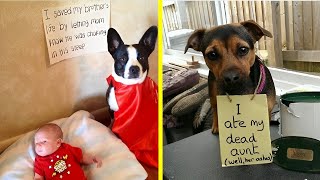 Shamed Pups A LaughOutLoud Collection of Dog Shaming phtotos  Happy Land [upl. by Tien528]