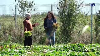 Jurnal MUSCEL TV 05112024 Promo Ferme și bioferme  legume bio la Niculești [upl. by Rorrys397]