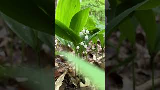 1er MAI PIANO RELAXATION MINUTE muguet piano music meditationmusic [upl. by Lacefield]