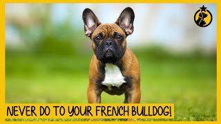 5 Things You Must Never Do to Your French Bulldog [upl. by Esina]