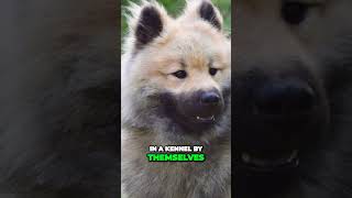 Meet the Eurasier  Your Perfect Family Companion [upl. by Gothar]