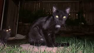 Quick Clip  Black Cat At Night named Bow Tie [upl. by Nnaylloh]