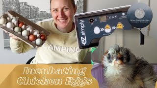 Incubating Chicken Eggs  Start to Finish [upl. by Demeter]