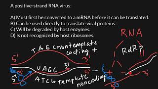 Virus Plus and Minus Strands Explained [upl. by Terryn35]