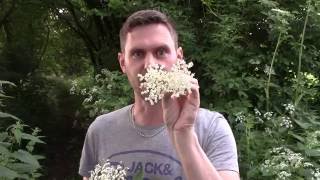 How to make Elderflower Champagne  Brewbitz Homebrew Shop [upl. by Gnourt]