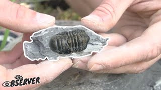 Fossil Collecting amp harvesting  Trilobites amp Brachiopods  Part 13 [upl. by Alliuqat]