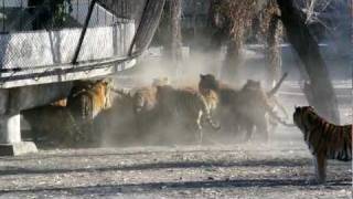 Siberian Tigers Being Fed Live Goat [upl. by Teodorico]