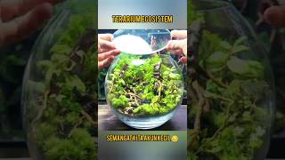 DIY TERARIUM  SETING ECOSISTEM TERARIUM  PLANTS TERARIUM terarium plants vivarium [upl. by Amersham]