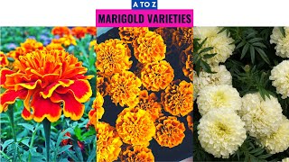 Marigold Varieties A to Z [upl. by Akimet526]