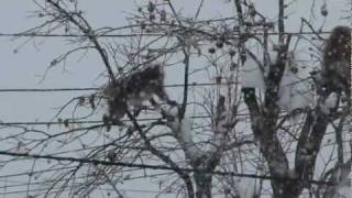 Snow Monkeys Eating Kaki Fruits 熟柿を採食するニホンザルの群れ [upl. by Maisey]