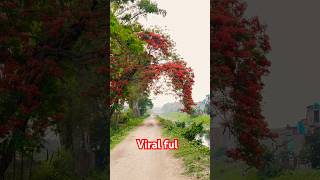 Viral ful  Sirish ko ful  shorts [upl. by Denton]