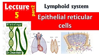 Epithelial reticular cellsHistology of thymusBlood and lymphoid system [upl. by Caye861]