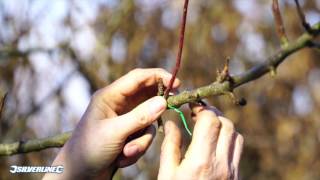 Tuteurer et attacher les plantes pour un bon développement [upl. by Anelyak]