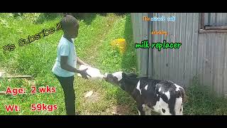 How to feed quality milk replacers to a calf Case of Miracle calf [upl. by Etam]