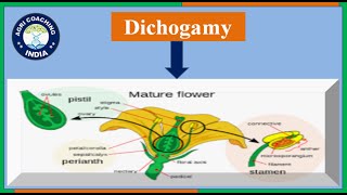 What is Dichogamy amp its types  Protandry amp Protogyny  General Plant Breeding [upl. by Bowes]