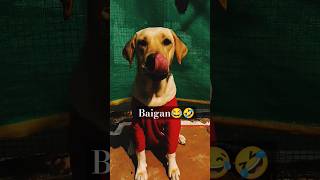 Baigan🤣😂 youtubeshorts shorts funny memes dog funnyshorts cute [upl. by Aisat]