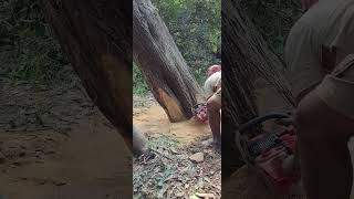 Chainswa Mechin cut down a big tree chainsaw firewoodbusiness firewood wood viralvideo craft [upl. by Tecla]