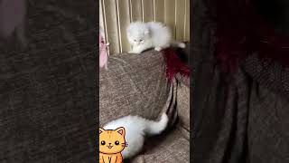 Playing cats🐈😺cat viralvideo trending youtubeshorts viralshorts [upl. by Kreegar]