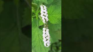 Indian heliotrope plant [upl. by Bonina]