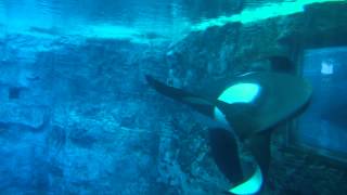 Tilikum Underwater Viewing at SeaWorld Orlando [upl. by Irme]