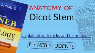 Anatomy of DICOT STEM Explained in NEPALI for NEB STUDENTS  Pathsala Online  BOTANY [upl. by Gilberte847]