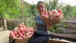 Harvest the fruit to go to the market to sell preserve raisins [upl. by Nitsoj]