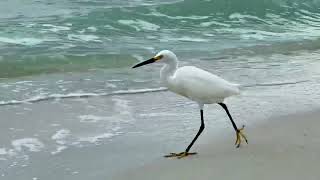 Aigrette neigeuse snowy egret egretta thula Naples Floride avril 2024 [upl. by Alis]